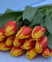 Тюльпан и примула  к 8 марта - Изображение #2, Объявление #1522773