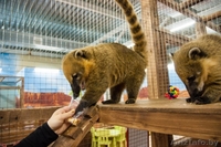 Продается единственный в областном городе контактный зоопарк  - Изображение #1, Объявление #1601669