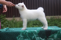 Щенки (Акита-ину). Питомник. на продажу имются - Изображение #1, Объявление #1628911