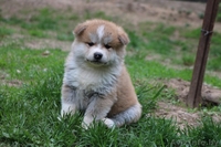 Щенки (Акита-ину). Питомник. на продажу имются - Изображение #4, Объявление #1628911