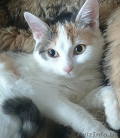 Карамельное создание с самым нежным сердечко в мире - Изображение #5, Объявление #1642011