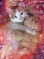 Карамельное создание с самым нежным сердечко в мире - Изображение #3, Объявление #1642011