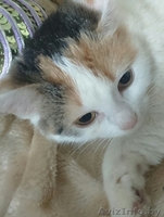 Карамельное создание с самым нежным сердечко в мире - Изображение #7, Объявление #1642011