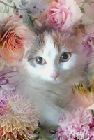 Карамельное создание с самым нежным сердечко в мире - Изображение #4, Объявление #1642011