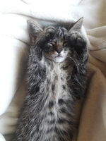 полосатик в хорошие руки - Изображение #1, Объявление #1645634