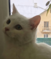 белоснежное чудо - Изображение #4, Объявление #1645461