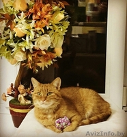 рыжая девчонка-красавица в дар - Изображение #3, Объявление #1643892