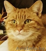 рыжая девчонка-красавица в дар - Изображение #5, Объявление #1643892