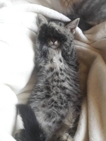 полосатик в хорошие руки - Изображение #5, Объявление #1645634