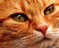 рыжая девчонка-красавица в дар - Изображение #1, Объявление #1643892