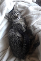 полосатик в хорошие руки - Изображение #7, Объявление #1645634