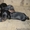 Продается очаровательный щенок карликовой длинношерстной таксы. - Изображение #1, Объявление #205761