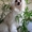 Перспективный кобель щенок китайской хохлатой собаки - Изображение #8, Объявление #325572