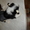 Перспективный кобель щенок китайской хохлатой собаки - Изображение #4, Объявление #325572
