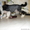 Перспективный кобель щенок китайской хохлатой собаки - Изображение #5, Объявление #325572