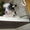 Перспективный кобель щенок китайской хохлатой собаки - Изображение #6, Объявление #325572