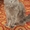  Красивый кот ищет кошечку для вязки - Изображение #2, Объявление #658632