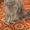  Красивый кот ищет кошечку для вязки - Изображение #1, Объявление #658632