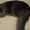  Красивый кот ищет кошечку для вязки - Изображение #3, Объявление #658632