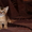 Маленькие пумы - абиссинские котята ждут Вас - Изображение #1, Объявление #768294