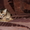 Маленькие пумы - абиссинские котята ждут Вас #768294