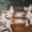 котята  канадского сфинкса - Изображение #2, Объявление #862157