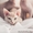 котята  канадского сфинкса - Изображение #4, Объявление #862157