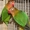 Продам разные виды попугаев #877991