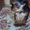 щенки йоркширские терьеры,ждут своих хозяев - Изображение #4, Объявление #946519