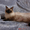 Невские маскарадные котята от титулованных родителей - Изображение #10, Объявление #1124211