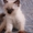 Невские маскарадные котята от титулованных родителей - Изображение #5, Объявление #1124211