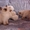 Невские маскарадные котята от титулованных родителей - Изображение #6, Объявление #1124211