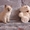 Невские маскарадные котята от титулованных родителей - Изображение #9, Объявление #1124211