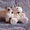 Невские маскарадные котята от титулованных родителей - Изображение #7, Объявление #1124211