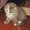 шотландские вислоухие котята уникального окраса - Изображение #2, Объявление #1198359