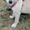 обаятельный и привлекательный щенок ищет дом  - Изображение #2, Объявление #1380435