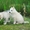 Сибирские Хаски щенки,  от питомника