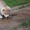 милые щенки породы сибирской хаски - Изображение #5, Объявление #1488913