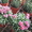 Цветы тюльпаны, примулы, гвоздики - Изображение #3, Объявление #1522830