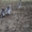 Высокопородные щенки акиты-ину - Изображение #1, Объявление #1605510