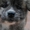 Высокопородные щенки акиты-ину - Изображение #3, Объявление #1605510