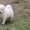 Высокопородные щенки акиты-ину - Изображение #4, Объявление #1605510