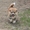 Высокопородные щенки акиты-ину - Изображение #5, Объявление #1605510