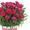 Тюльпан и примула  к 8 марта - Изображение #5, Объявление #1522773