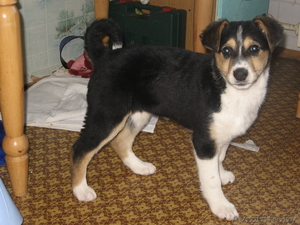 Зена - музыкальный щенок ищет новый дом!