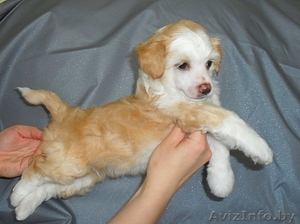 Той пудель кобель