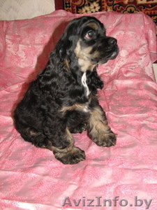 Американского кокер спаниеля щенки.