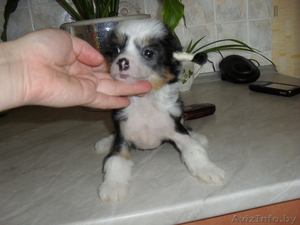 Перспективный кобель щенок китайской хохлатой собаки - Изображение #3, Объявление #325572