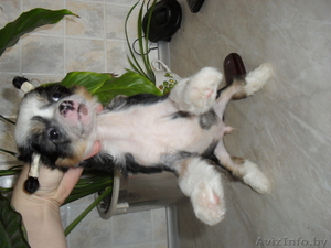 Перспективный кобель щенок китайской хохлатой собаки - Изображение #7, Объявление #325572