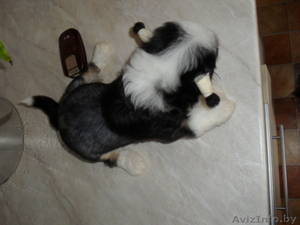 Перспективный кобель щенок китайской хохлатой собаки - Изображение #4, Объявление #325572